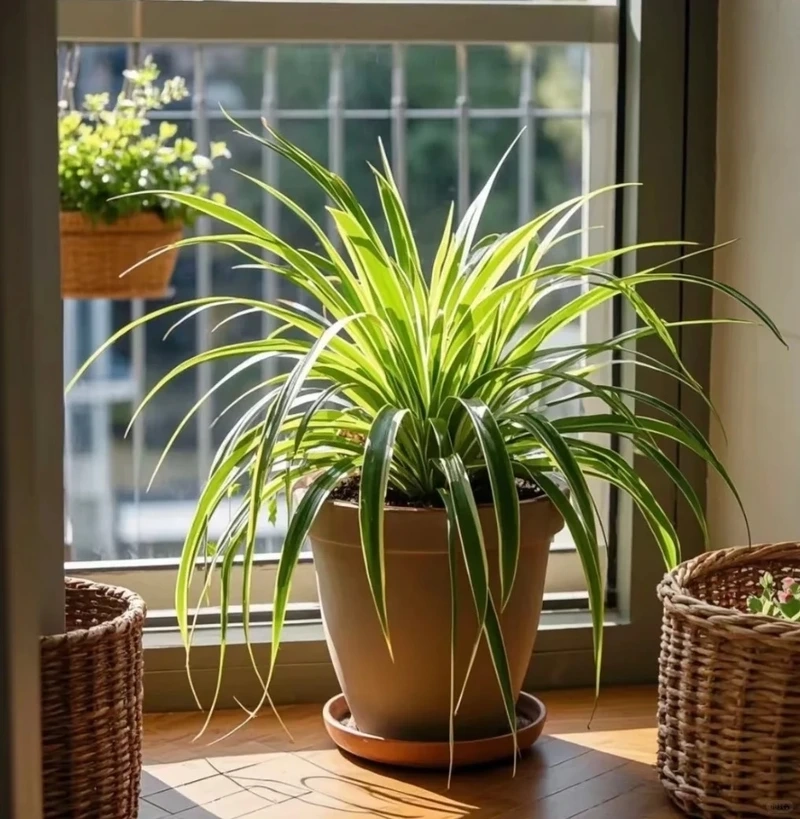 Không gian đẹp hơn nhờ cây Dây Nhện trang trí