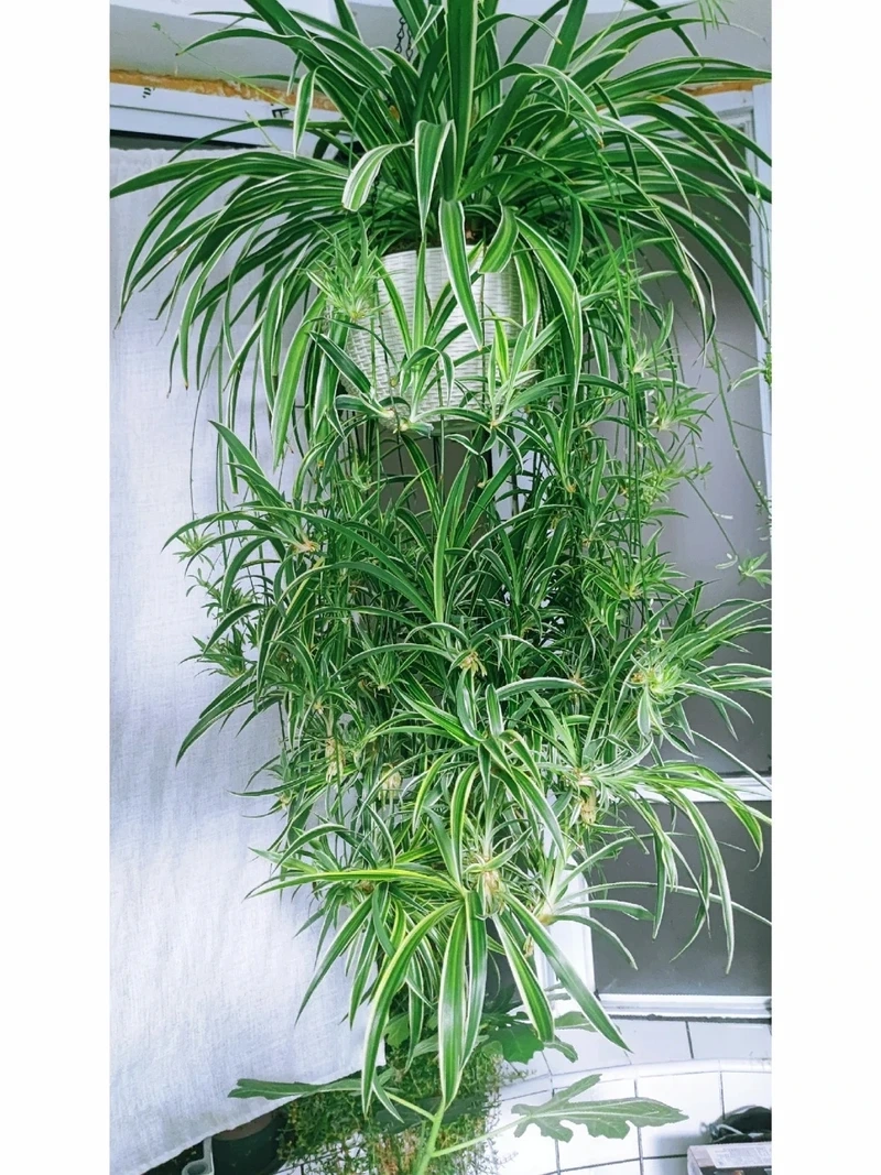 Ai cũng yêu vẻ đẹp của cây Dây Nhện đẹp