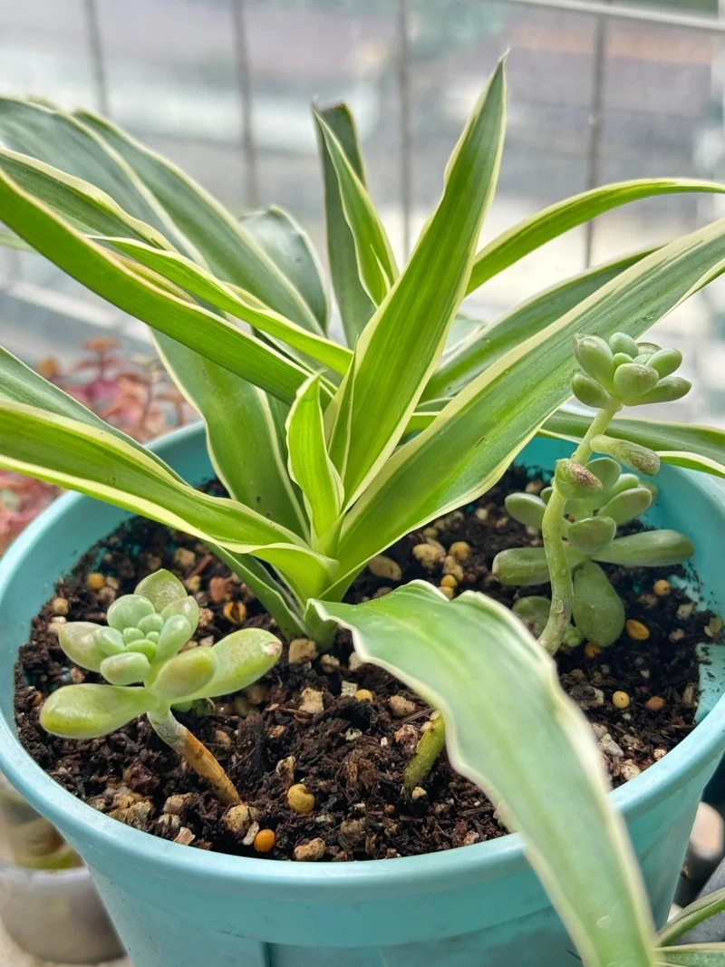 Dễ trồng dễ sống với cây Dây Nhện trồng đất