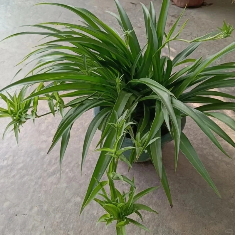 Phong cách tinh tế cùng cây Dây Nhện lọ thủy tinh