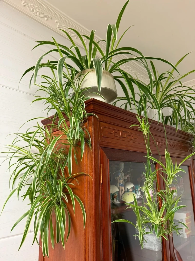 Biểu tượng bền bỉ của cây Dây Nhện sống lâu