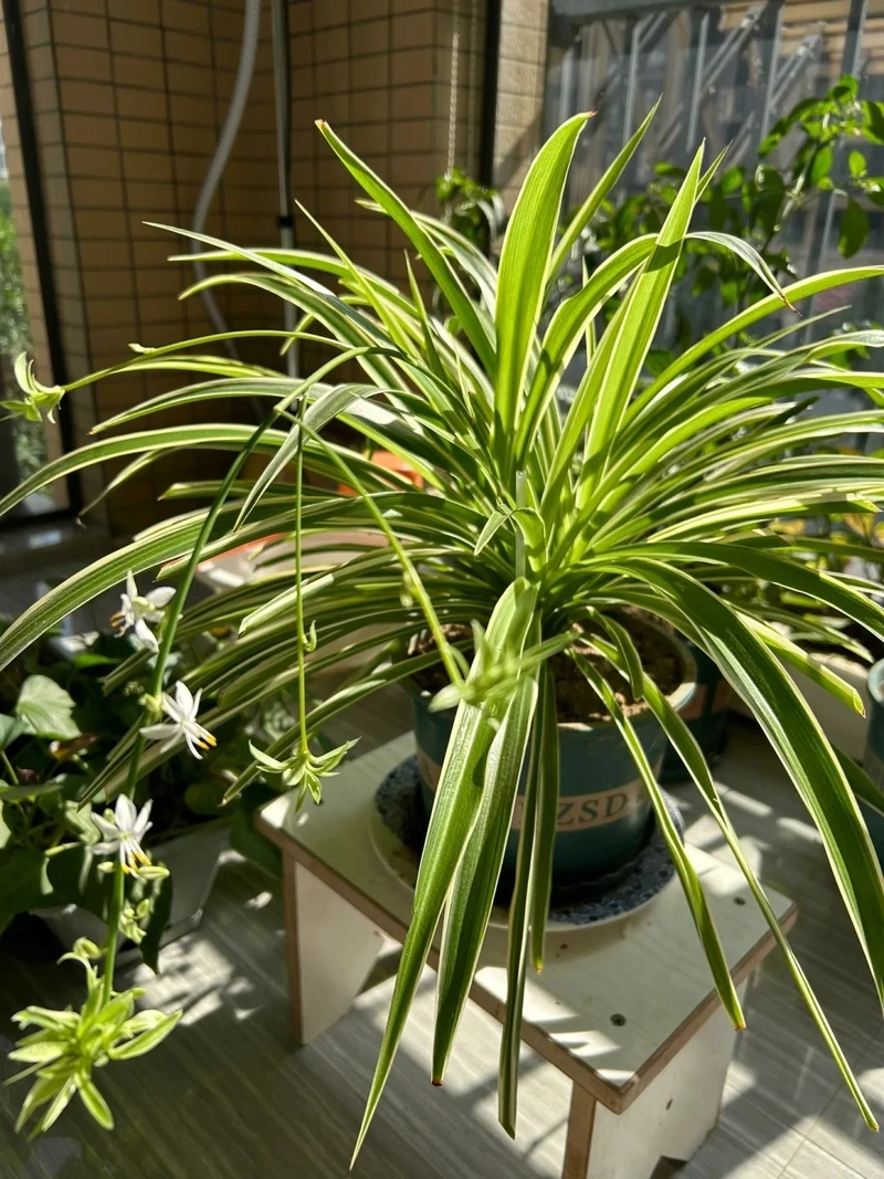 Luôn tươi mát nhờ cây Dây Nhện xanh tốt