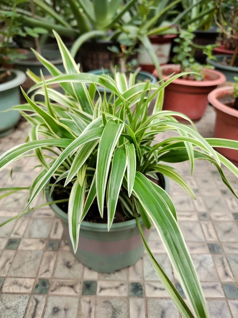 Không gian cá tính với cây Dây Nhện decor phòng