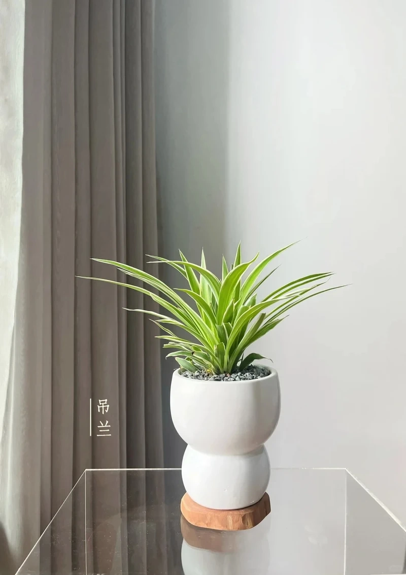 Bàn làm việc sinh động với cây Dây Nhện để bàn làm việc