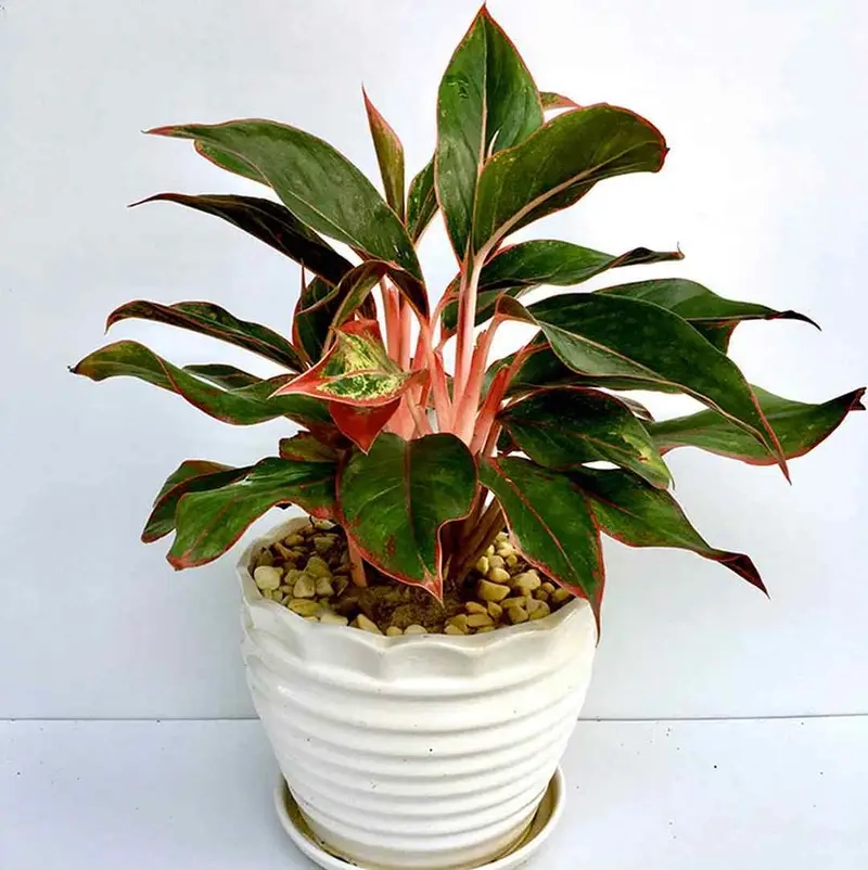 Tìm hiểu Các Loại Cây Để Bàn Thờ Thần Tài phổ biến