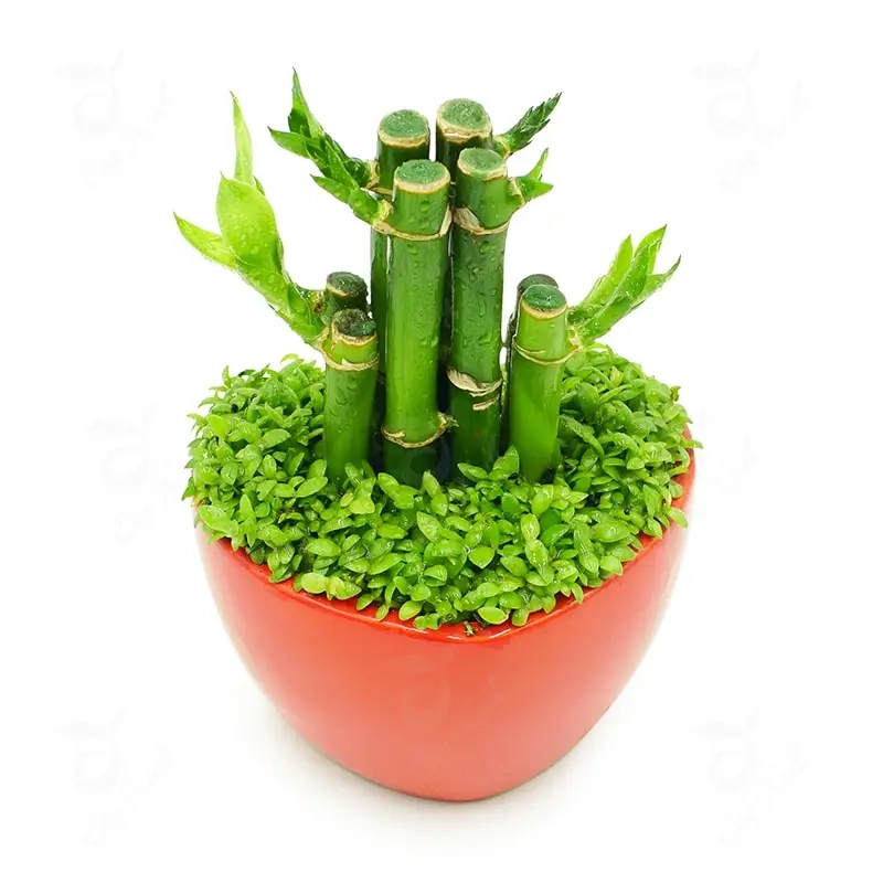 Chọn Cây Cảnh Để Bàn Thờ Thần Tài chuẩn phong thủy