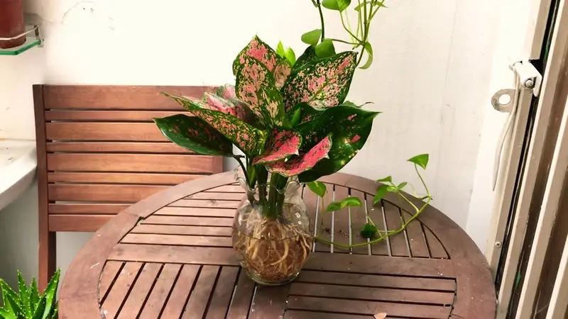 Cây để bàn thờ thần tài mang ý nghĩa phong thủy tốt