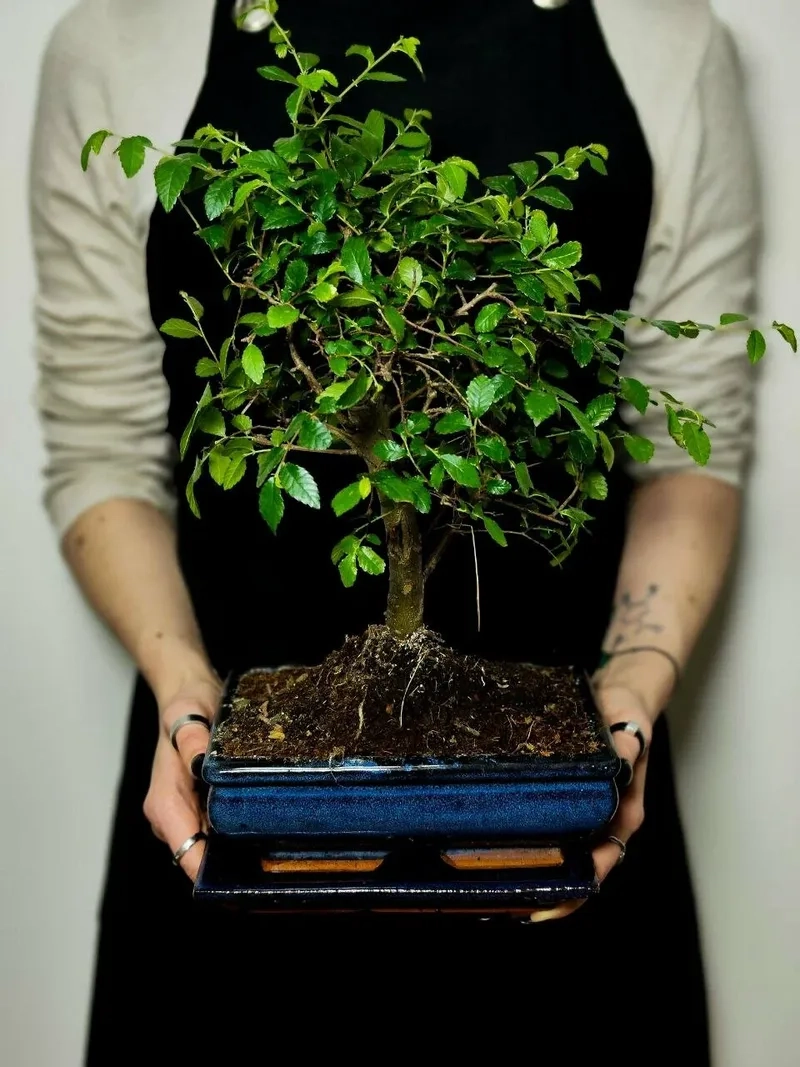 Chậu cây du tàu để bàn nhỏ xinh