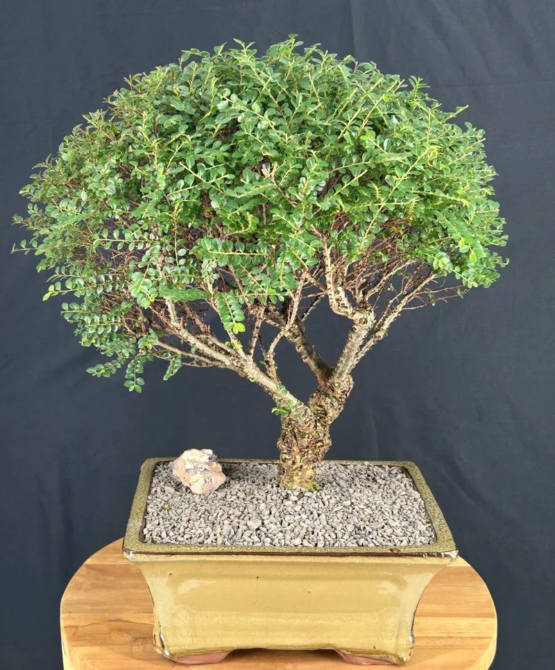 Xử lý cây du bị khô cành kịp thời