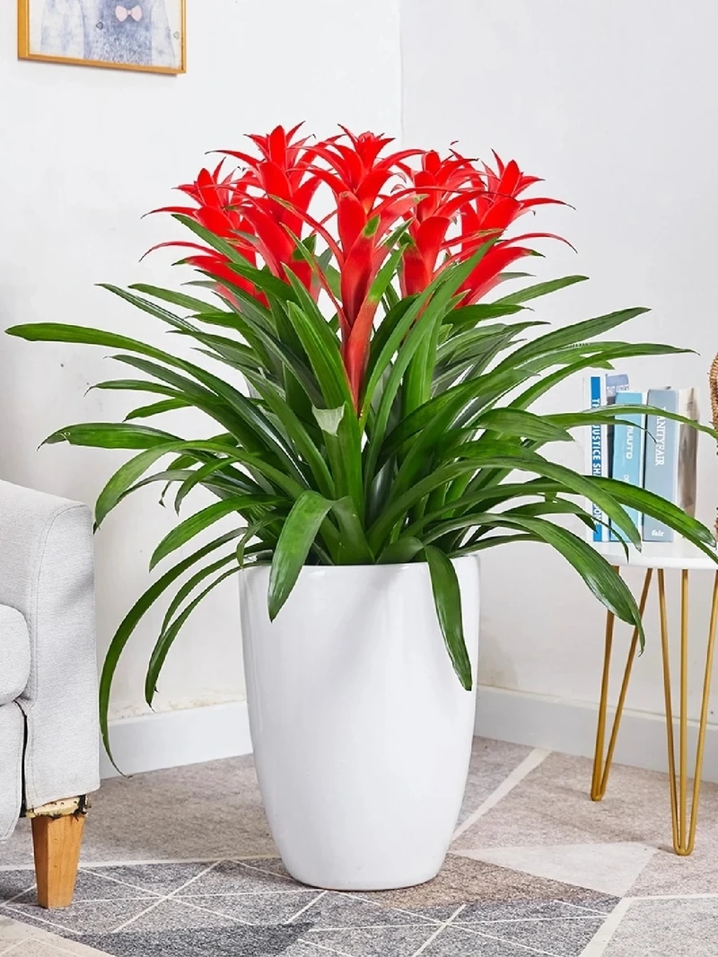 Cây dứa cảnh nến mini nhỏ gọn tạo điểm nhấn xanh