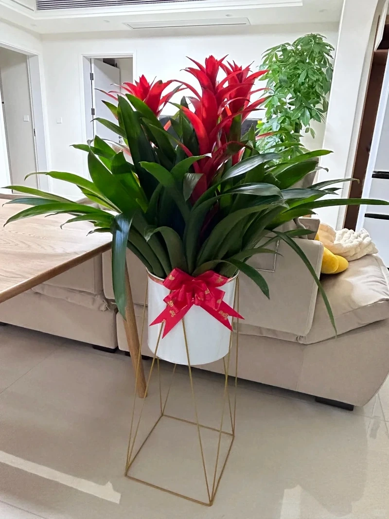 Cây dứa cảnh để bàn mang sắc màu tươi mới