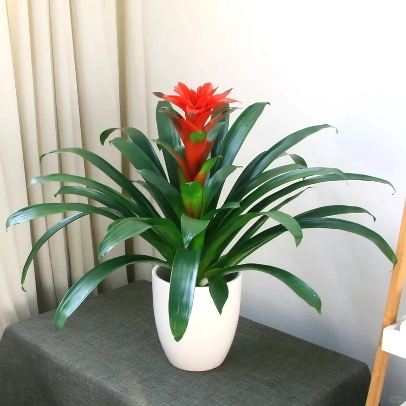 Dứa cảnh nến đỏ nổi bật và đầy sức sống