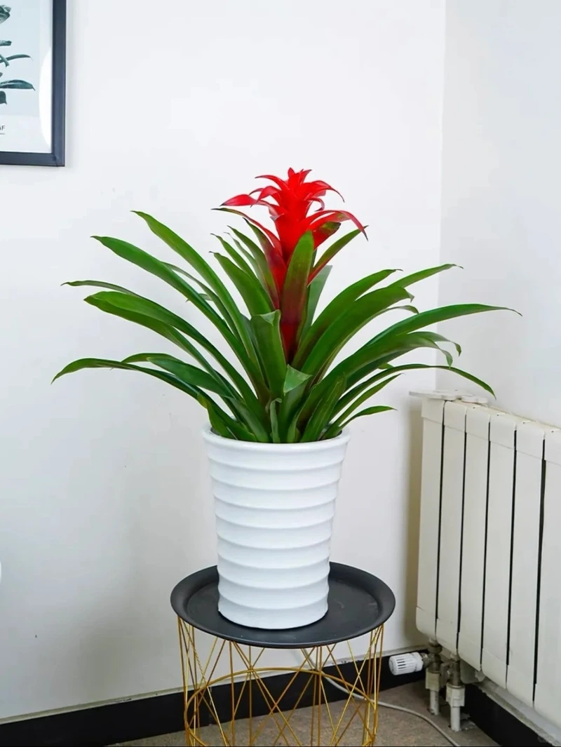 Dứa cảnh nến trong nhà phù hợp nhiều phong cách