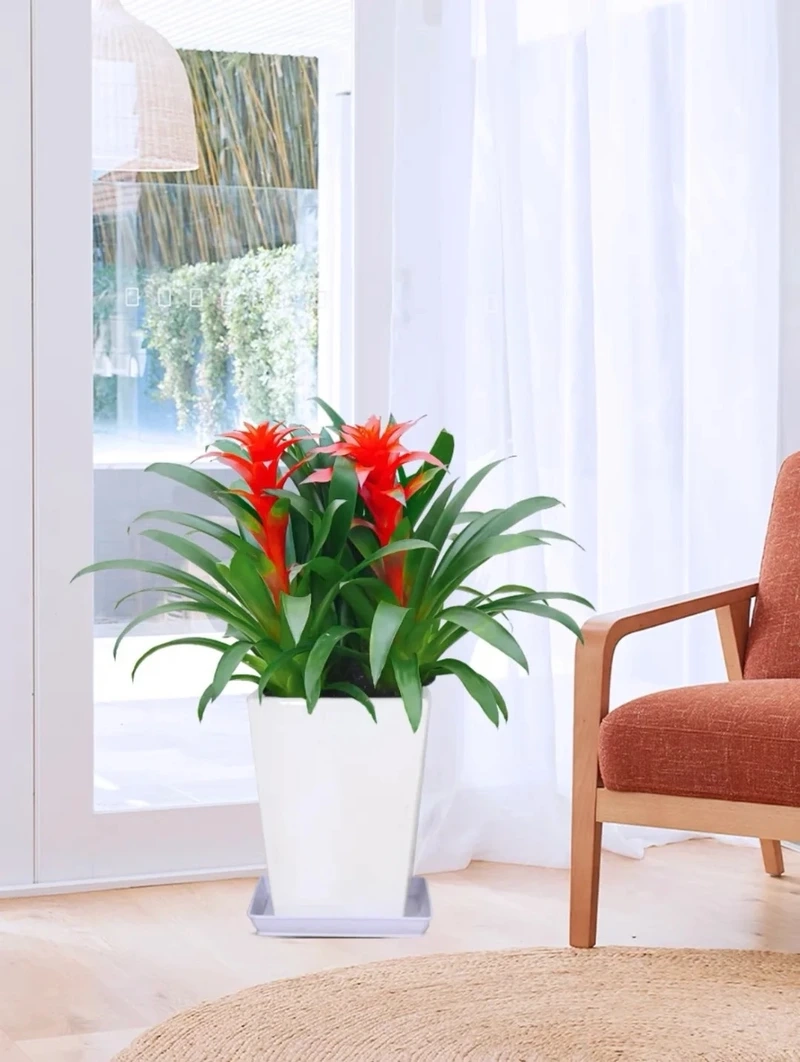 Cây dứa cảnh dễ trồng phù hợp người mới bắt đầu