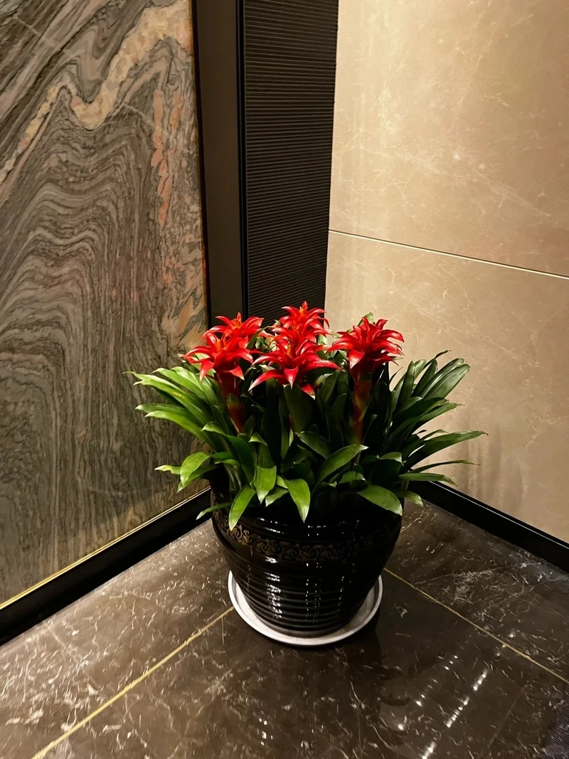 Dứa cảnh nến decor hợp xu hướng hiện đại