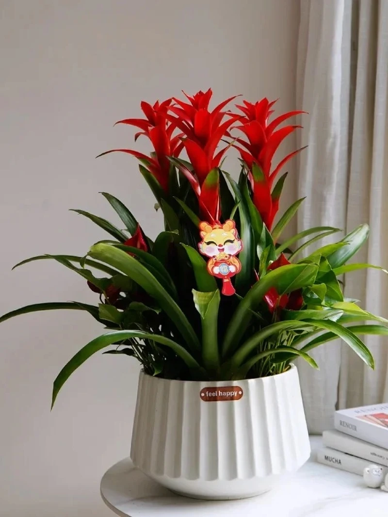 Dứa cảnh nến may mắn được nhiều người yêu thích