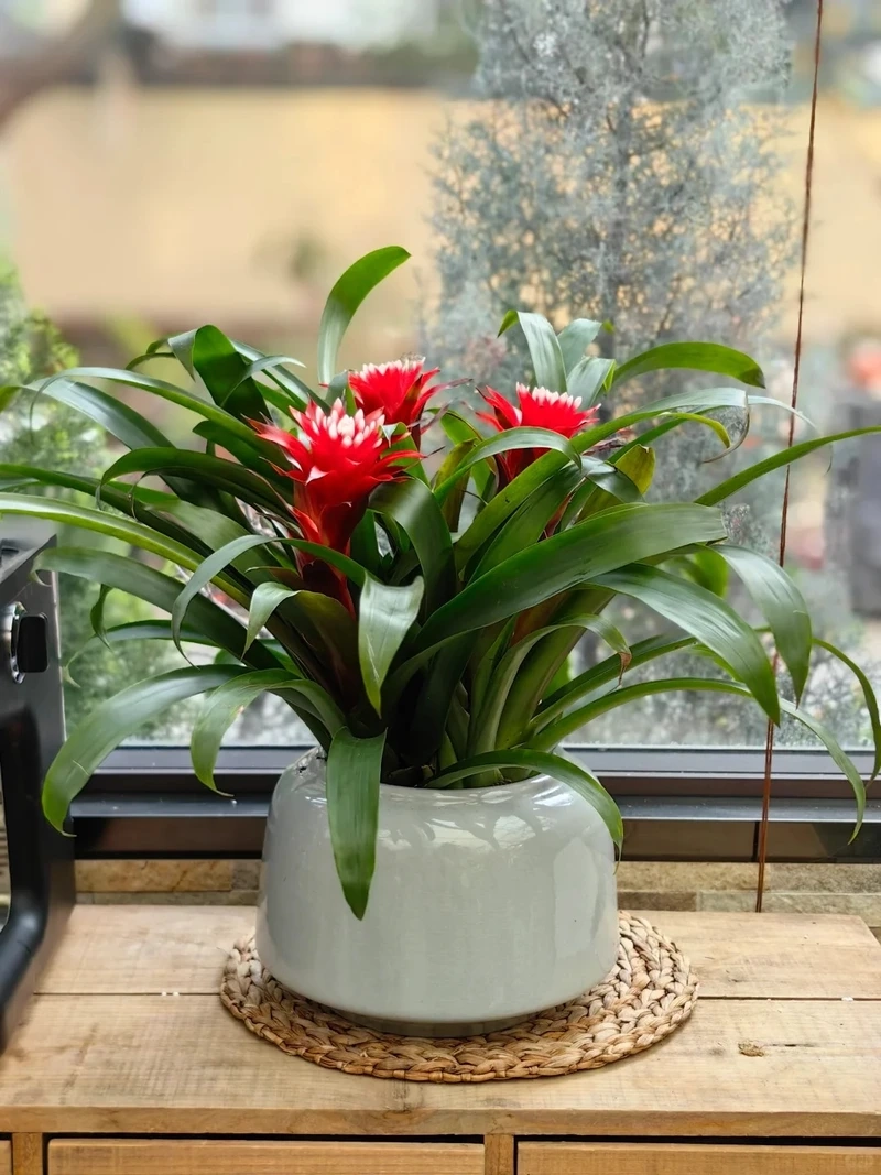 Cây dứa cảnh trồng chậu tiện chăm sóc trưng bày