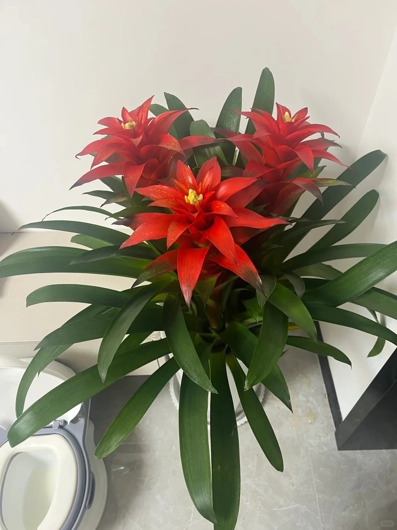 Cây dứa cảnh để ban công thêm sắc xanh tự nhiên