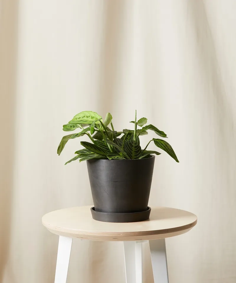 Cây đuôi công phong thủy giúp cân bằng năng lượng không gian