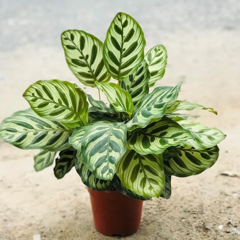 Hiếm gặp nhưng cây đuôi công ra hoa rất đẹp và tinh tế