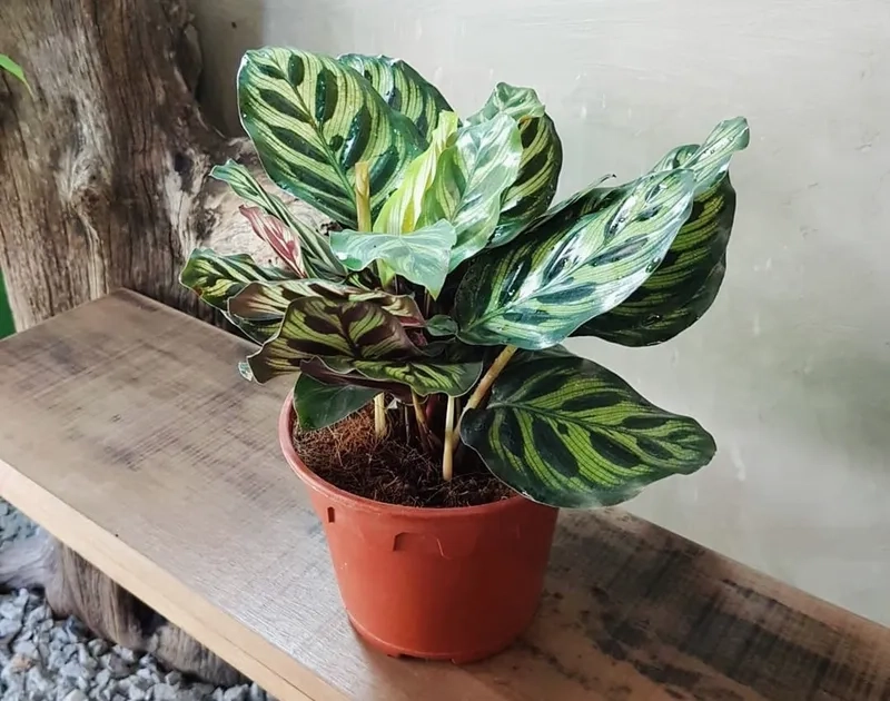 Hình ảnh cây đuôi công giúp bạn dễ chọn kiểu phù hợp