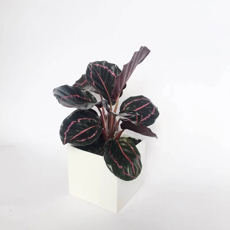 Giải pháp gọn gàng là trồng cây đuôi công trong nước