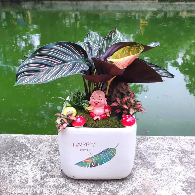 chăm sóc cây đuôi phụng đúng cách giúp lá luôn đẹp