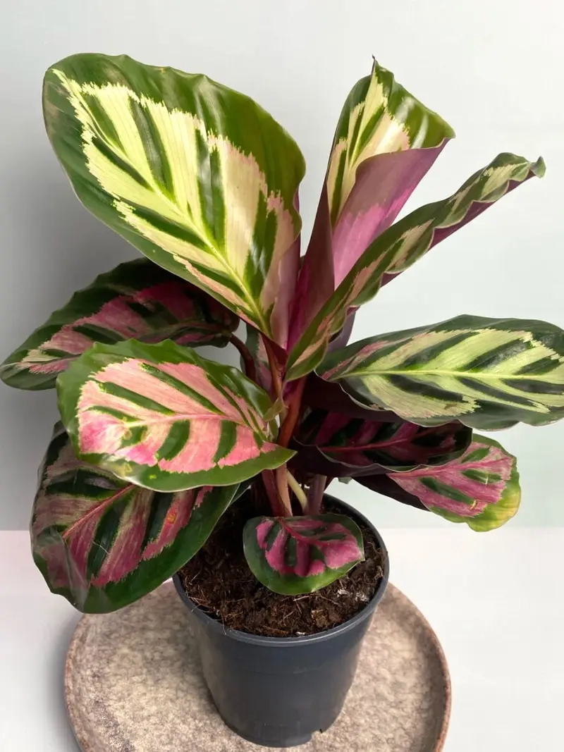 tưới nước cho cây đuôi phụng đúng cách giúp cây khỏe