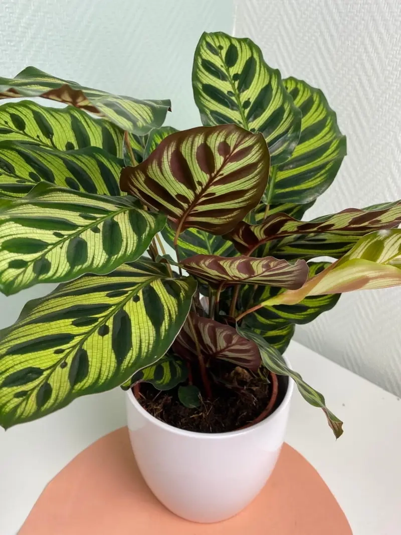 cây đuôi phụng nên đặt hướng nào để hút sinh khí