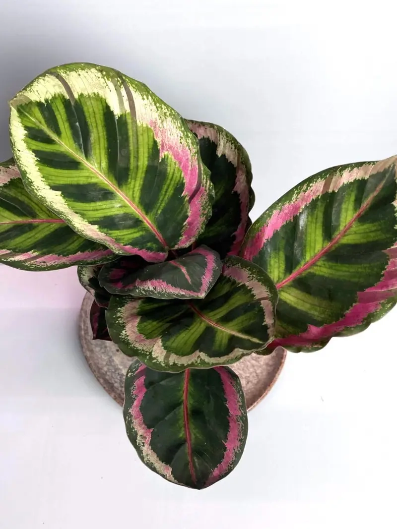 cây đuôi phụng và tác dụng lọc không khí tự nhiên