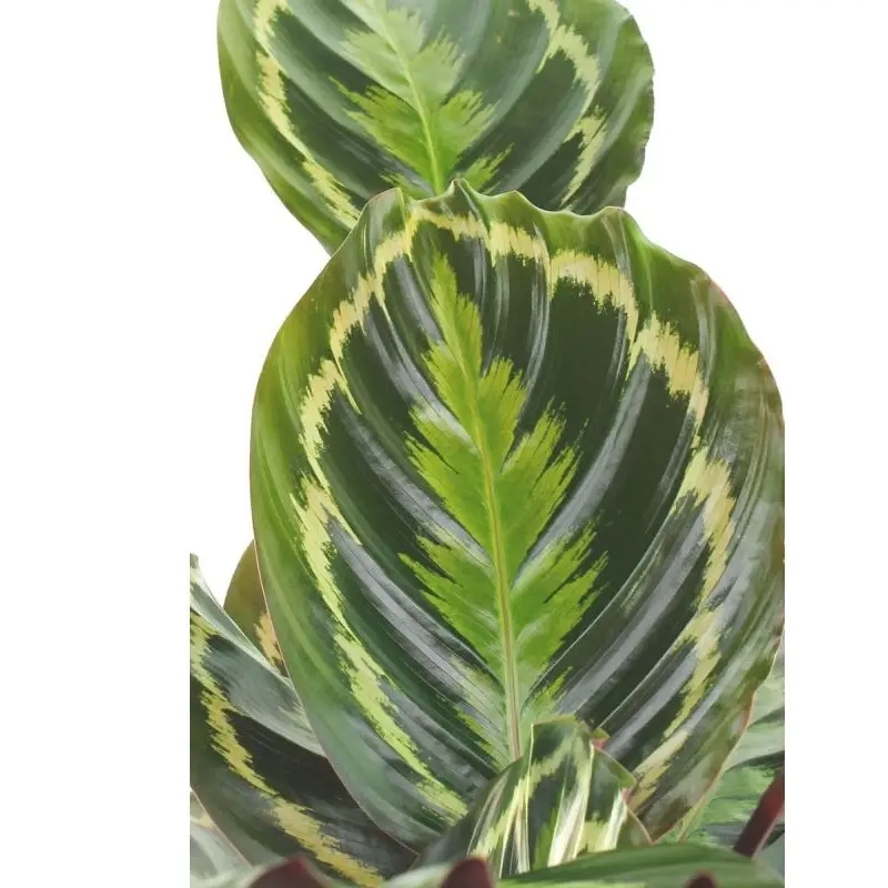 cây đuôi phụng trang trí ban công giúp không gian thêm xanh