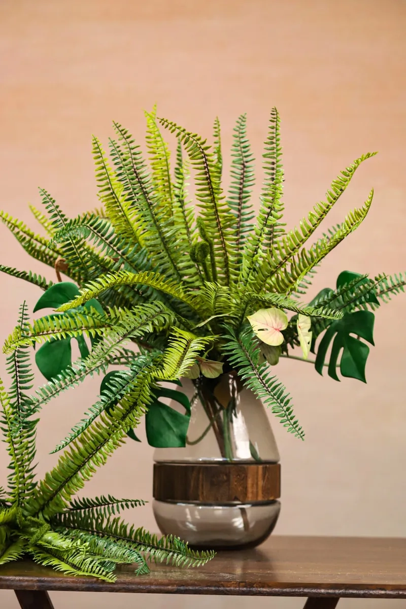 Chia sẻ kinh nghiệm chăm sóc dương xỉ giúp cây dương xỉ luôn xanh