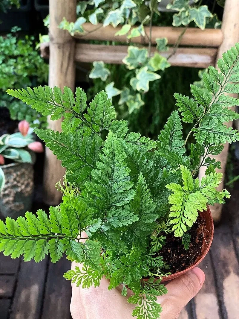 Ánh sáng ẩm vừa đủ là bí quyết chăm sóc cây dương xỉ hiệu quả