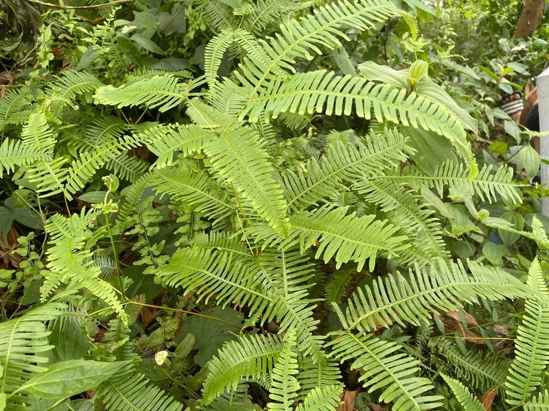 Hình dáng lạ mắt của cây dương xỉ thuộc chi dương xỉ bàn đạp