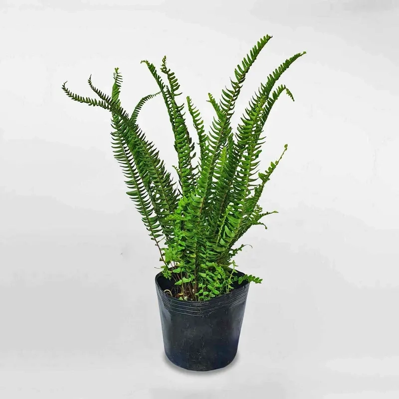 Giữ ẩm và thoáng rễ là cách chăm sóc cây dương xỉ thân gỗ