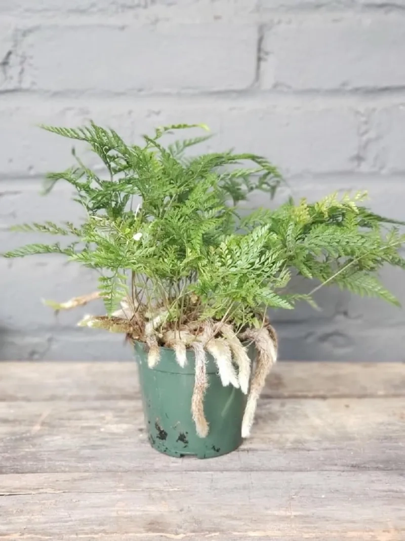 Khám phá vẻ đẹp đa dạng của cây dương xỉ trong các cây dương xỉ