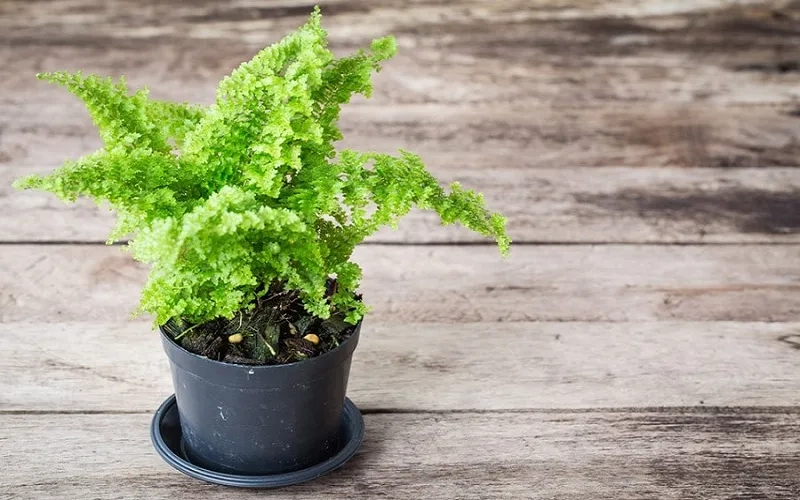 Không gian thư giãn hơn với cây dương xỉ làm cảnh trong nhà