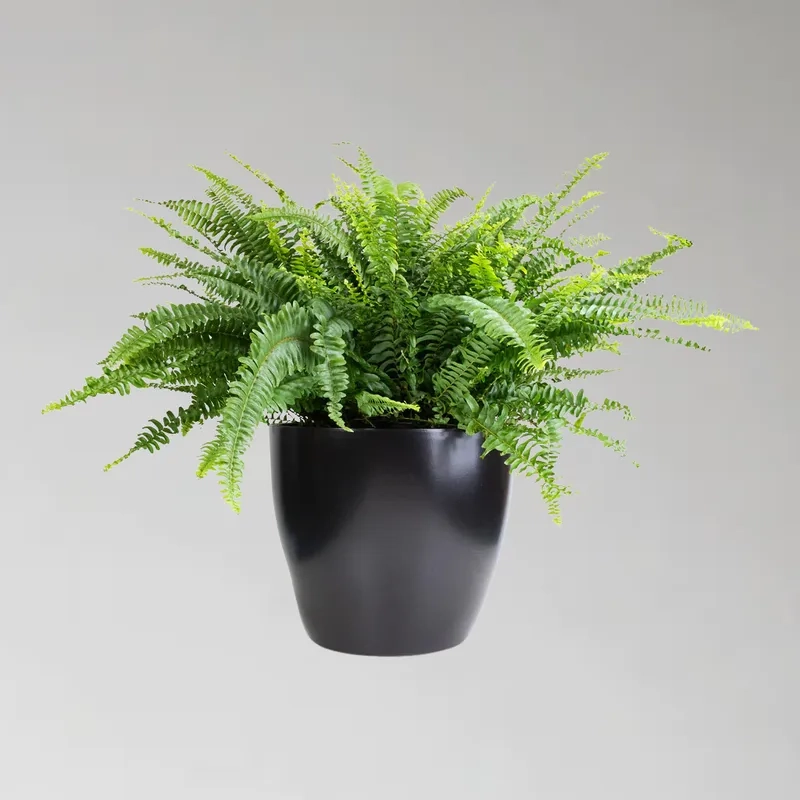 Cây dương xỉ phong thủy mang ý nghĩa may mắn và cân bằng