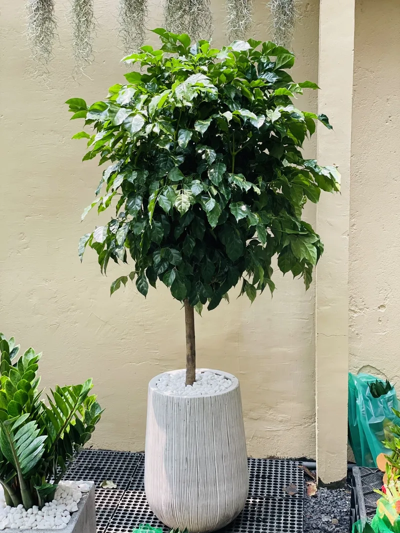 Vẻ dịu dàng của hoa hạnh phúc mang ý nghĩa an yên