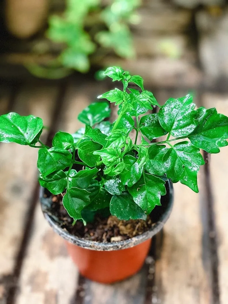 Nhiều nơi hiện nay đang bán cây hạnh phúc đẹp giá tốt