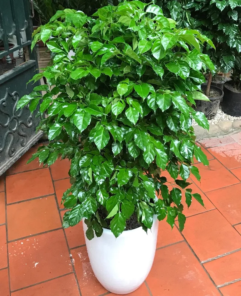 Việc chăm cây hạnh phúc đúng cách giúp cây luôn xanh