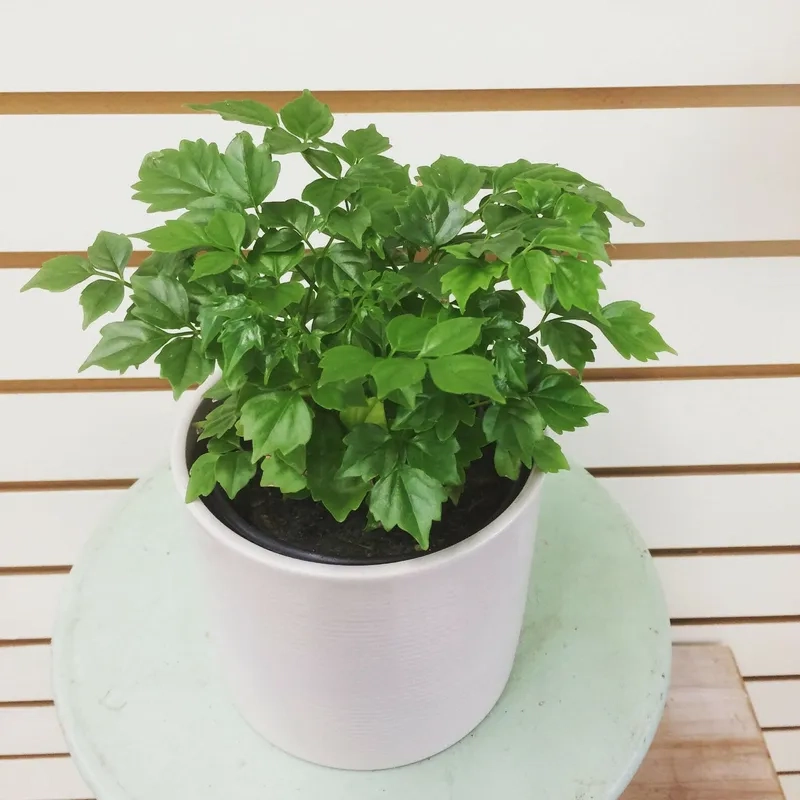 Nắm rõ cách trồng cây hạnh giúp cây bén rễ nhanh