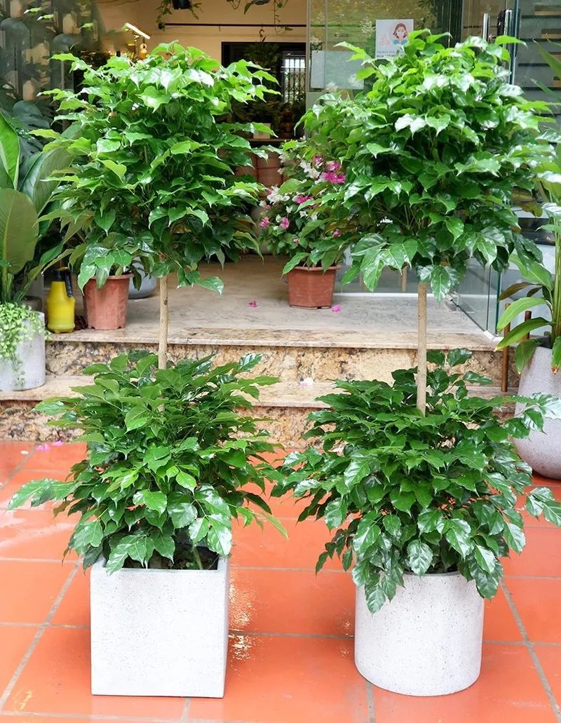 Không gian sống hài hòa với cây hạnh phúc trồng trong nhà