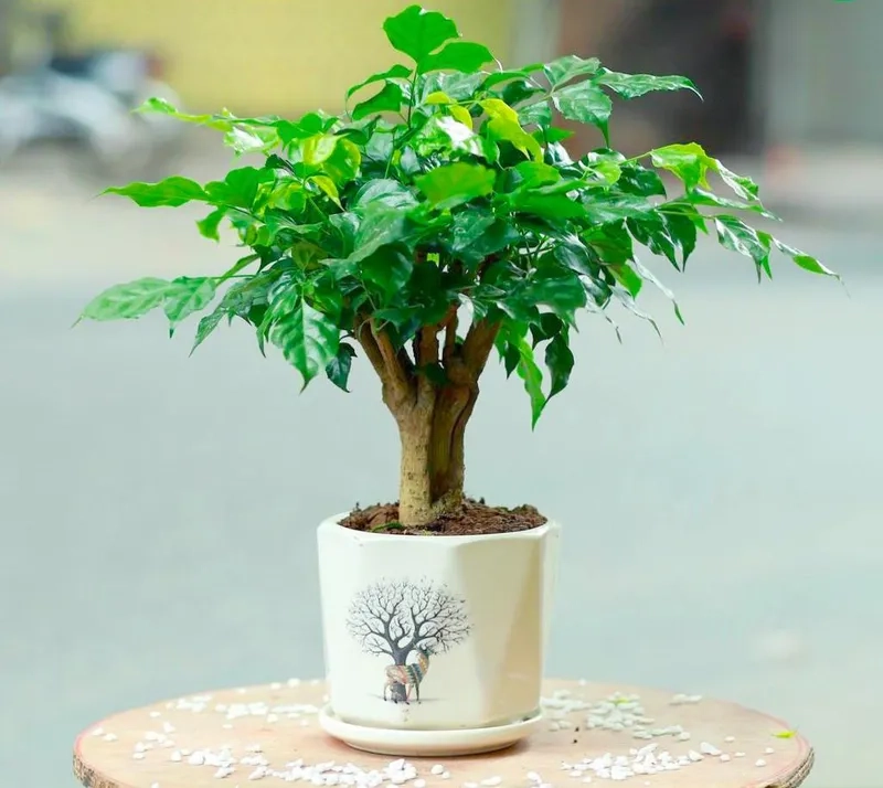 Nhiều người thắc mắc cây hạnh phúc trong trong nhà được không