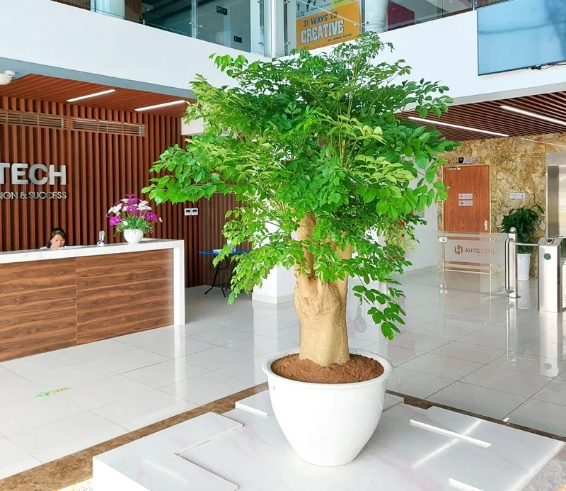 Bàn làm việc sinh động hơn nhờ cây hạnh phúc để bàn