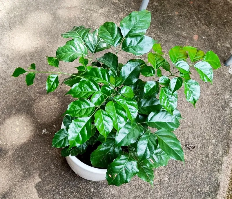 Xu hướng trang trí hiện đại với cây hạnh phúc để trong nhà