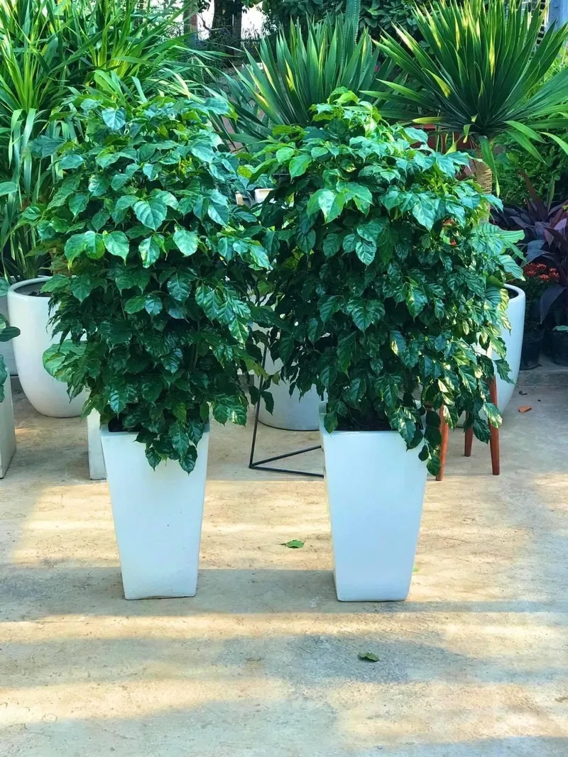 Dáng khỏe khoắn của cây hạnh phúc thân gỗ rất ấn tượng