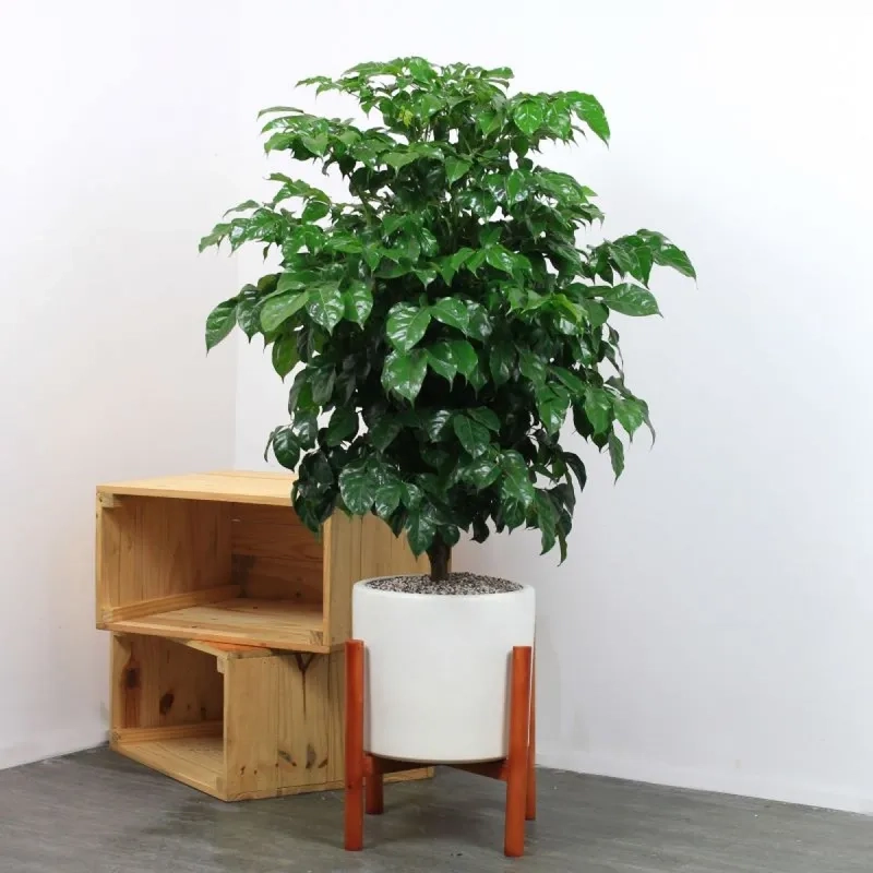 Dáng khỏe khoắn của cây hạnh phúc thân gỗ rất ấn tượng