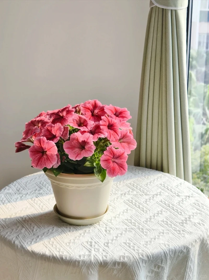 Rực rỡ sắc màu từ cây Hoa Dạ Yến Thảo nhiều màu