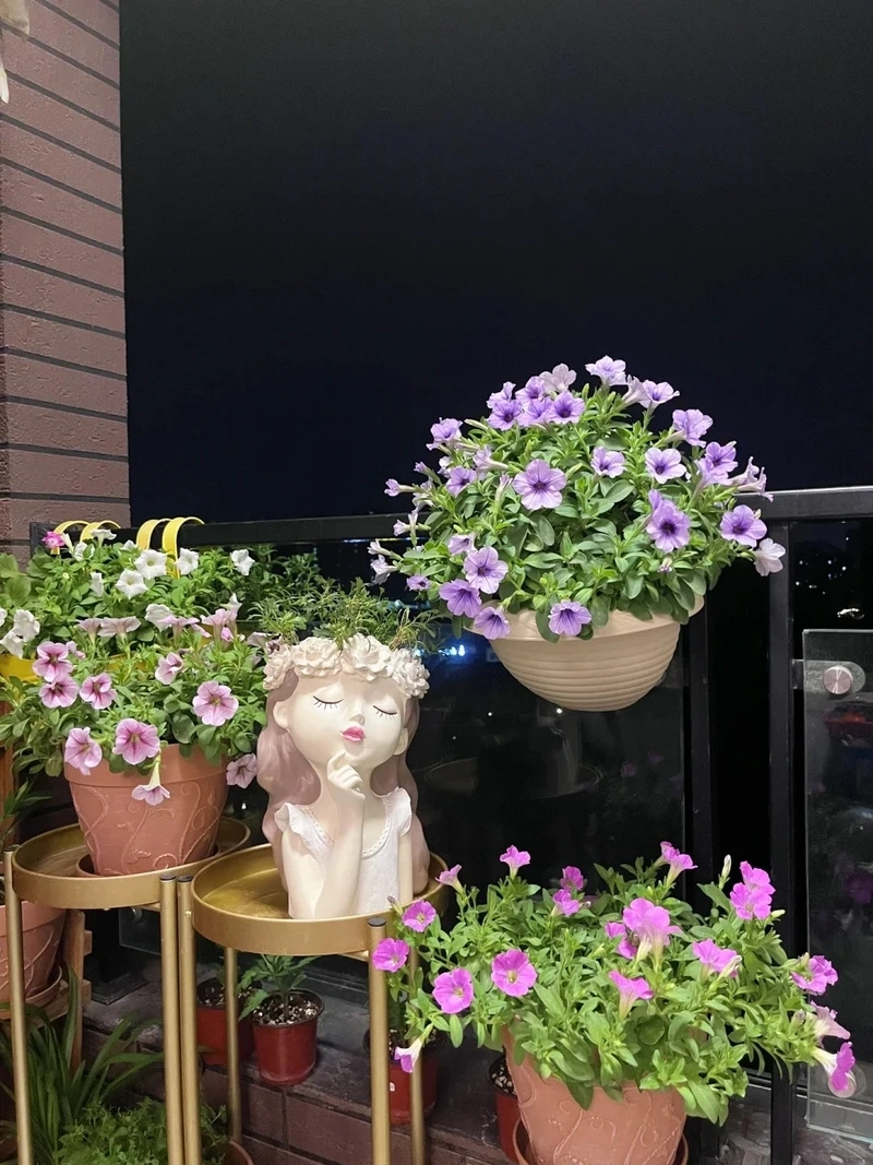 Góc nhà cuốn hút với cây Hoa Dạ Yến Thảo đẹp